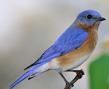 EASTERN BLUEBIRD  The Texas Breeding Bird Atlas