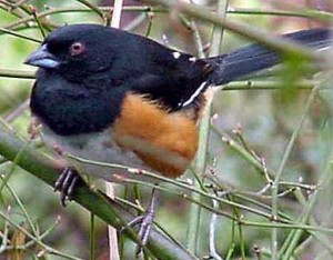 EASTERN TOWHEE