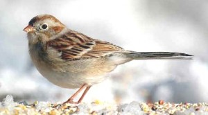 field sparrow