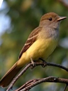 GREAT CRESTED FLYCATCHER  Myiarchus crinitus