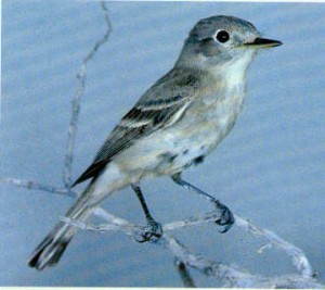 GRAY FLYCATCHER  Empidonax wrightii