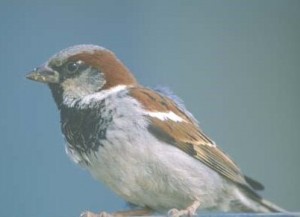 House Sparrow