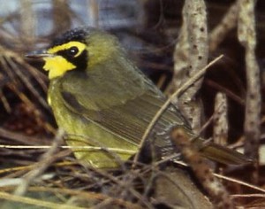 KENTUCKY WARBLER