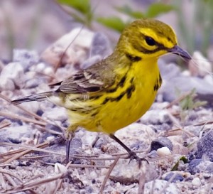 PRAIRIE WARBLER