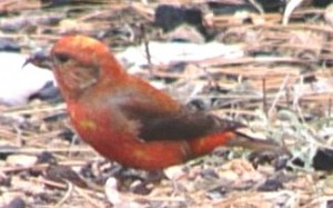 RED CROSSBILL