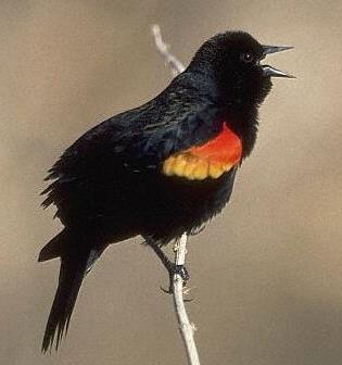 RED-WINGED BLACKBIRD