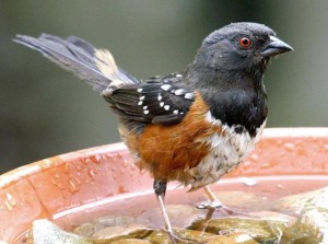 SPOTTED TOWHEE 