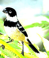 WHITE-COLLARED SEEDEATER