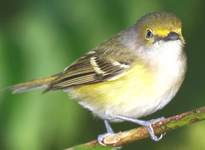 WHITE-EYED VIREO   Vireo griseus