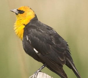 YELLOW-HEADED BLACKBIRD