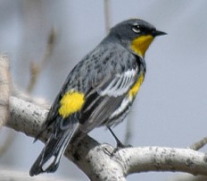 yellow bellied warbler