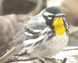 YELLOW-THROATED WARBLER