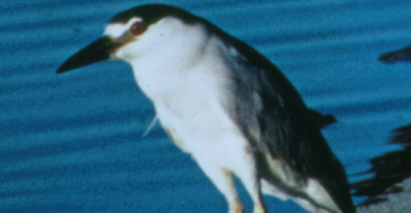 BLACK-CROWNED-NIGHT-HERON