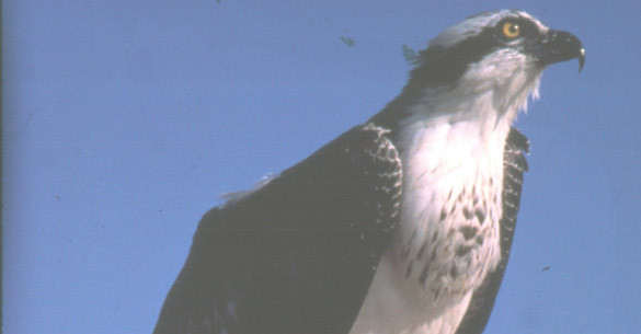 OSPREY