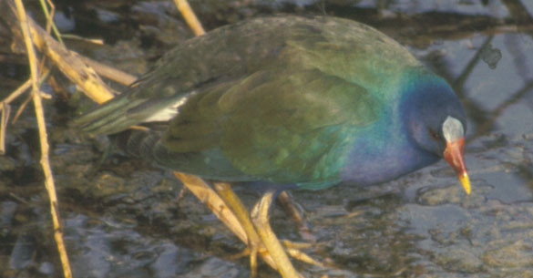 Purple-Gallinule